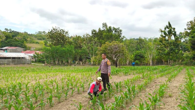 Bhabinkamtibmas Polsek Banggae Pantau Perkembangan Jagung, Perkuat Dukungan Ketahanan Pangan Nasional di Banggae Timur