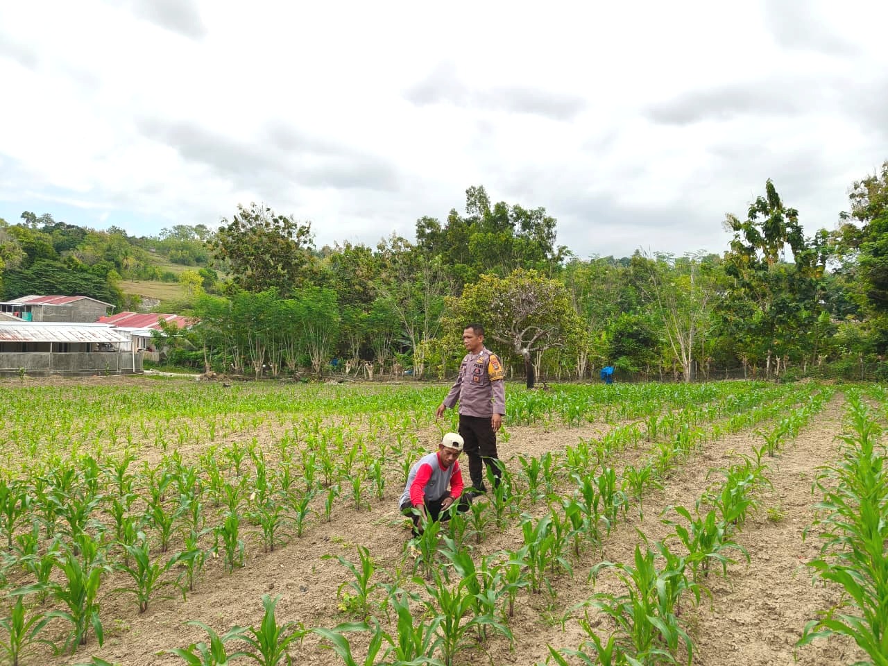 Bhabinkamtibmas Polsek Banggae Pantau Perkembangan Jagung, Perkuat Dukungan Ketahanan Pangan Nasional di Banggae Timur