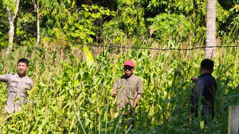 ‎Dukung Ketahanan Pangan di Dusun Bunga, Bhabinkamtibmas Polsek Banggae Pantau Lahan Jagung Warga