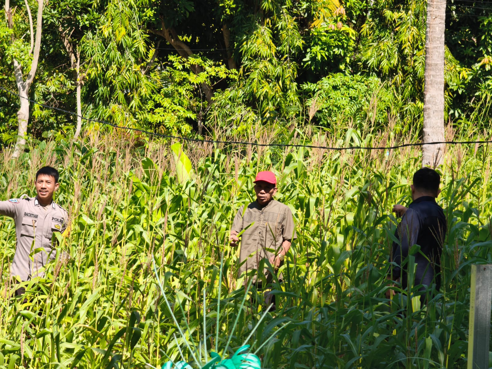 ‎Dukung Ketahanan Pangan di Dusun Bunga, Bhabinkamtibmas Polsek Banggae Pantau Lahan Jagung Warga