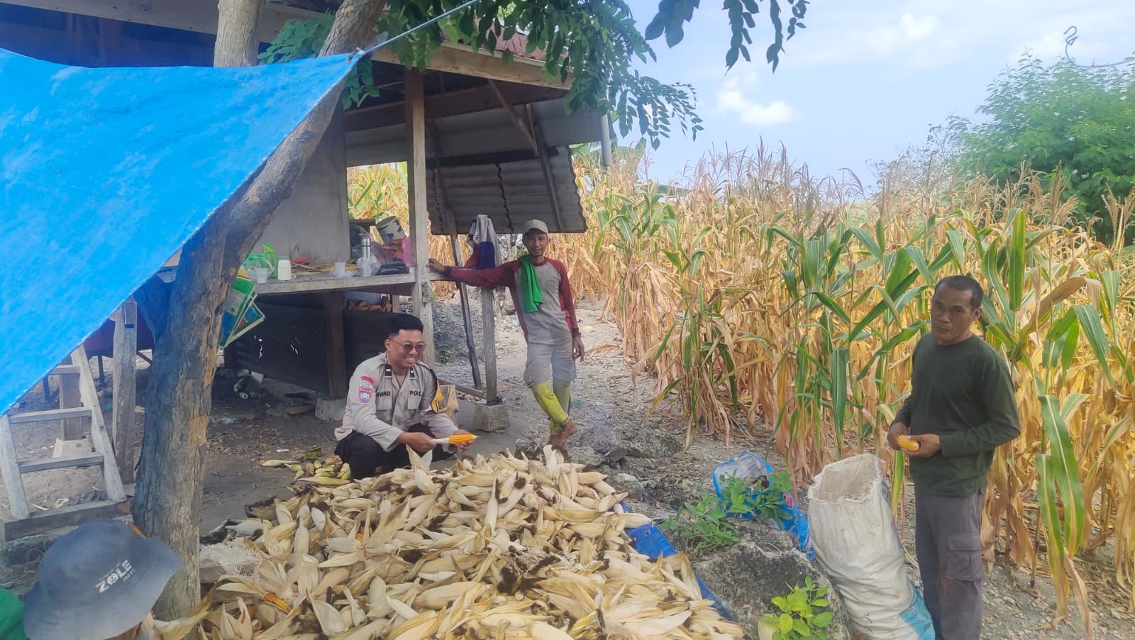 Jagung Bersama Kelompok Tani Bunga Pussu‎