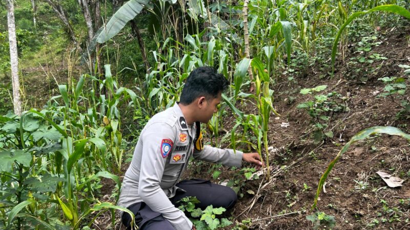 ‎Bhabinkamtibmas Polsek Malunda Turun ke Lahan Jagung