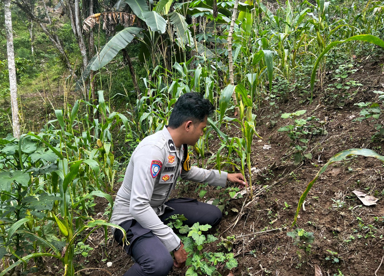 ‎Bhabinkamtibmas Polsek Malunda Turun ke Lahan Jagung