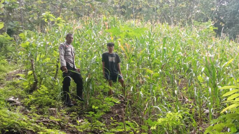 ‎Bhabinkamtibmas Polsek Sendana Pantau Tanaman Jagung Warha‎