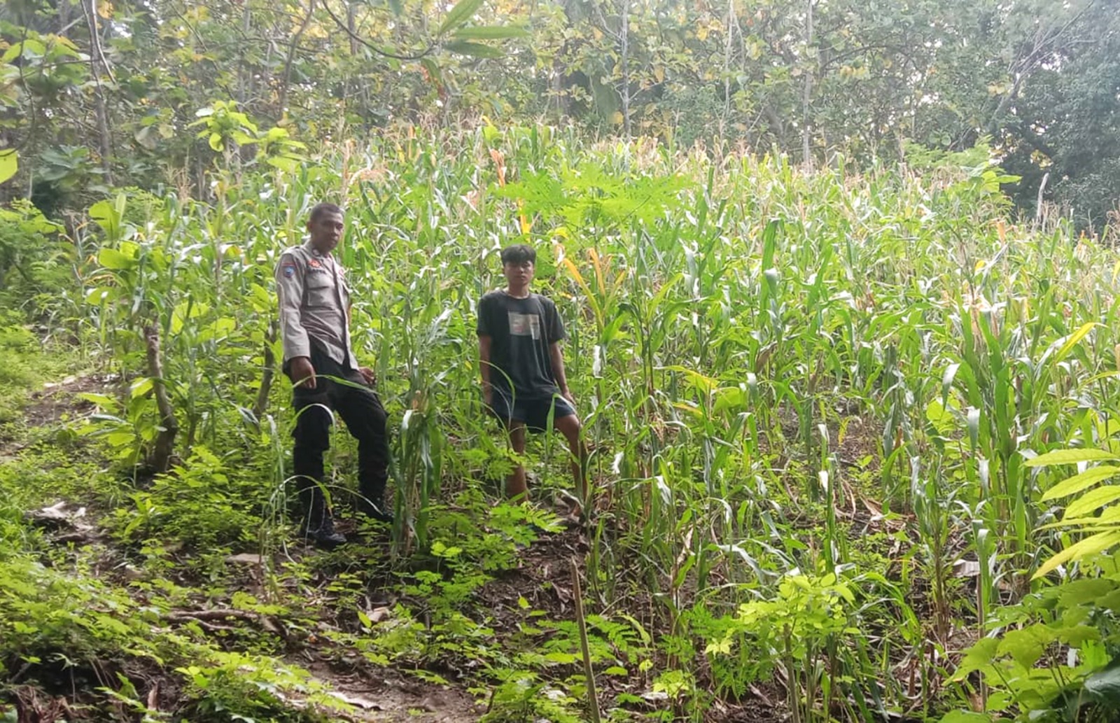 ‎Bhabinkamtibmas Polsek Sendana Pantau Tanaman Jagung Warha‎