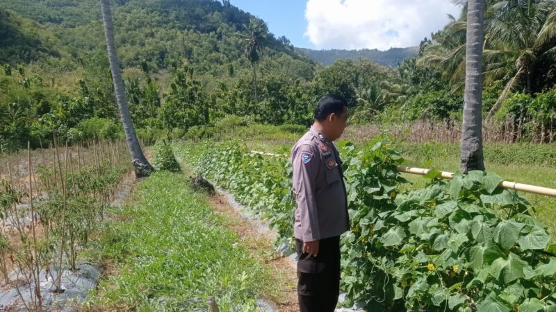 Bhabinkamtibmas Polsek Pamboang Pantau Perkembangan Semangka, Timun dan Lombok