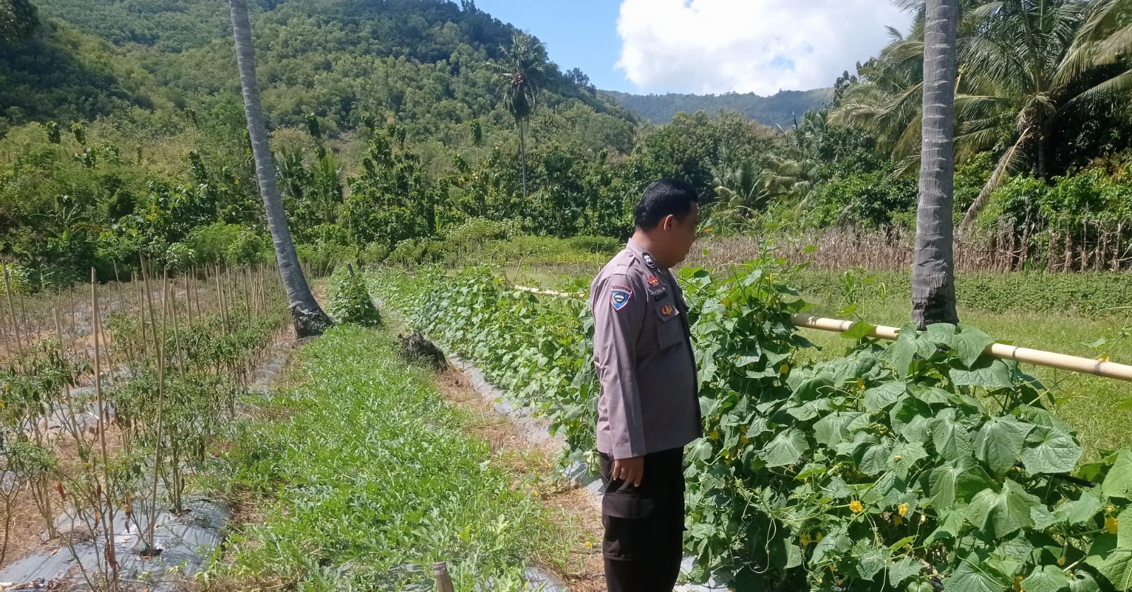 Bhabinkamtibmas Polsek Pamboang Pantau Perkembangan Semangka, Timun dan Lombok