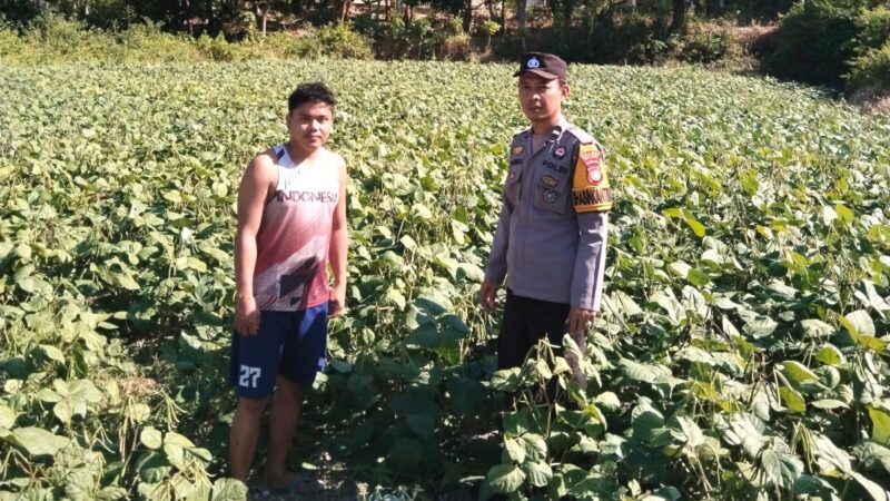 Bhabinkamtibmas Polsek Banggae Aktif Dampingi Petani, Dukung Peningkatan Produksi Kacang Hijau untuk Ketahanan Pangan