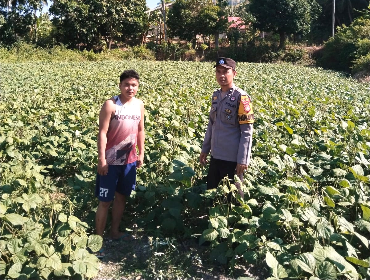 Bhabinkamtibmas Polsek Banggae Aktif Dampingi Petani, Dukung Peningkatan Produksi Kacang Hijau untuk Ketahanan Pangan
