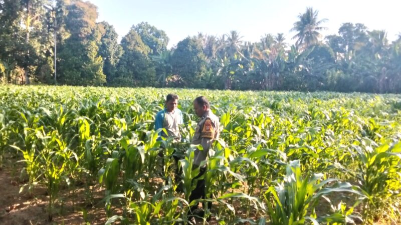 ‎Bhabinkamtibmas Polsek Malunda Perkuat Pendampingan Petani, Optimistis Panen Jagung Berkualitas‎
