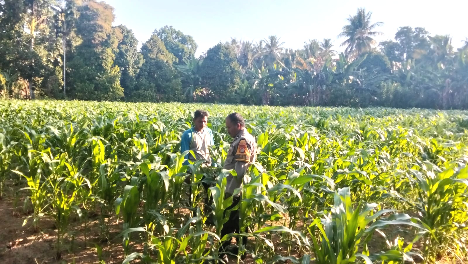 ‎Bhabinkamtibmas Polsek Malunda Perkuat Pendampingan Petani, Optimistis Panen Jagung Berkualitas‎