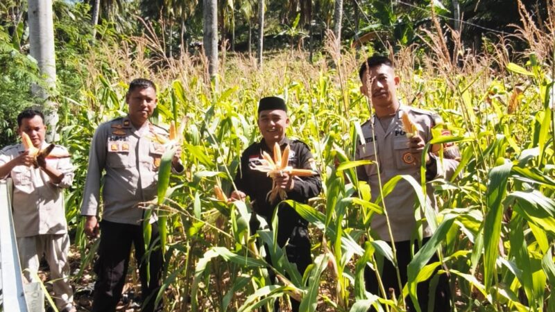 Kapolsek Banggae Turun ke Lahan, Panen Jagung Bersama Petani