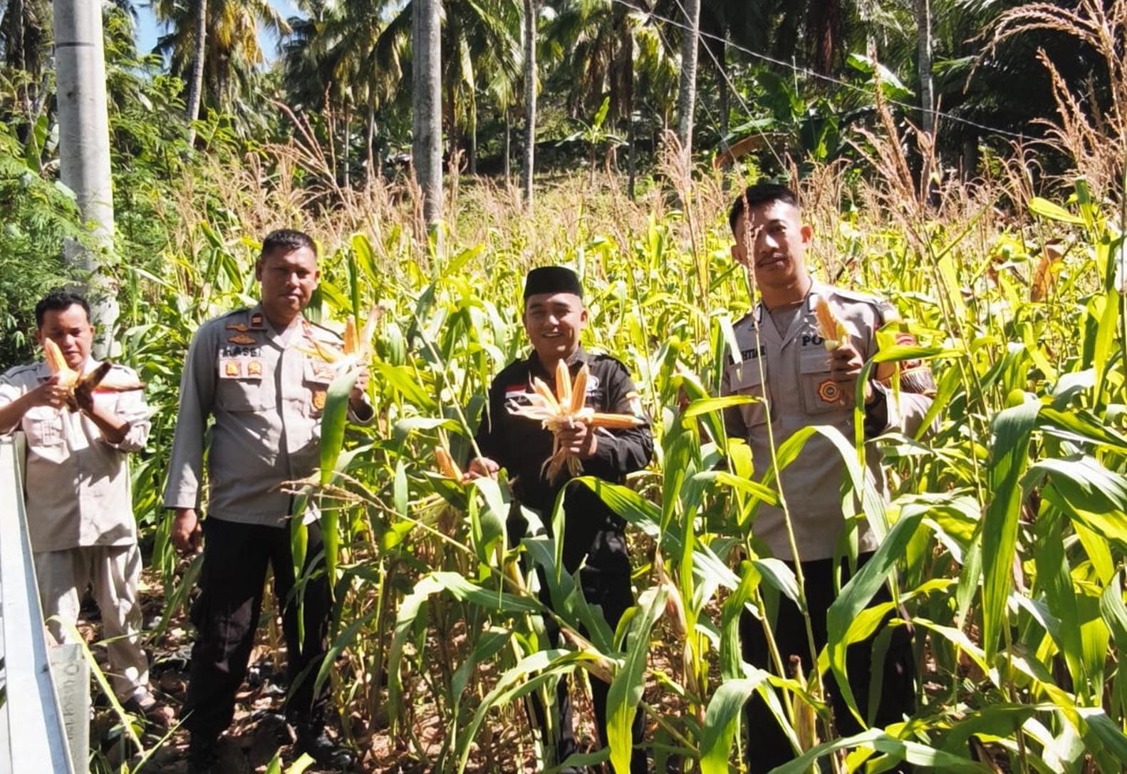 Kapolsek Banggae Turun ke Lahan, Panen Jagung Bersama Petani