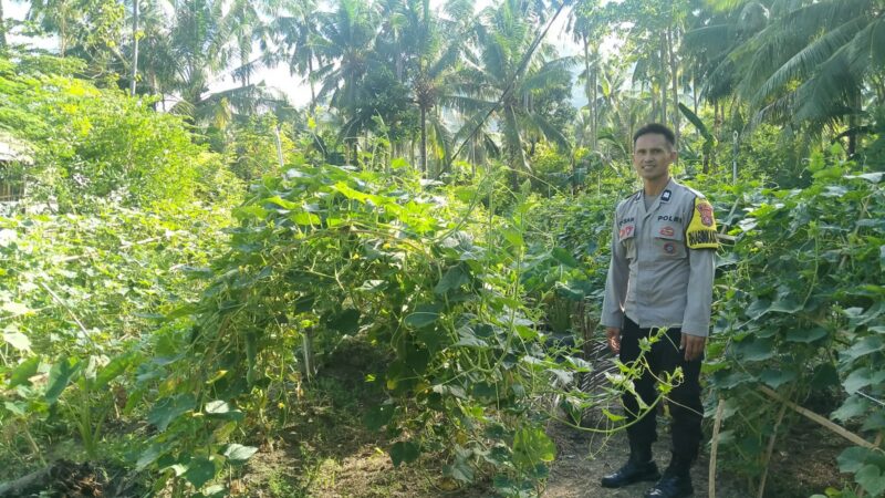 Bhabinkamtibmas Polsek Pamboang Dampingi Petani Mentimun dan Kacang Panjang