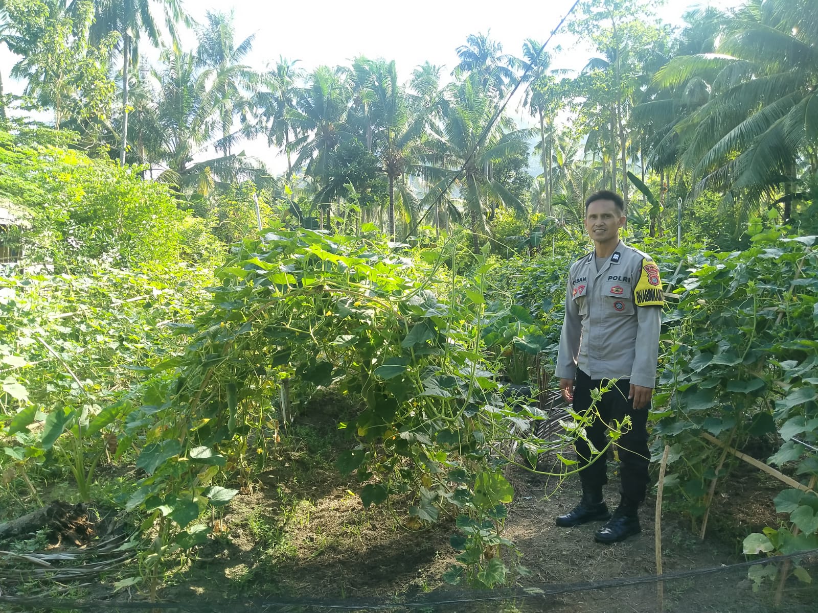 Bhabinkamtibmas Polsek Pamboang Dampingi Petani Mentimun dan Kacang Panjang