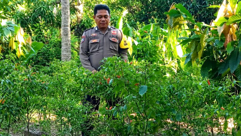 ‎Bhabinkamtibmas Polsek Pamboang Kawal Budidaya Cabai, Perkuat Ketahanan Pangan