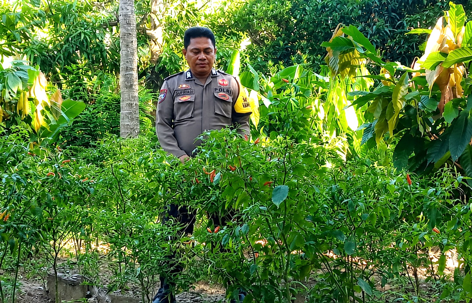 ‎Bhabinkamtibmas Polsek Pamboang Kawal Budidaya Cabai, Perkuat Ketahanan Pangan
