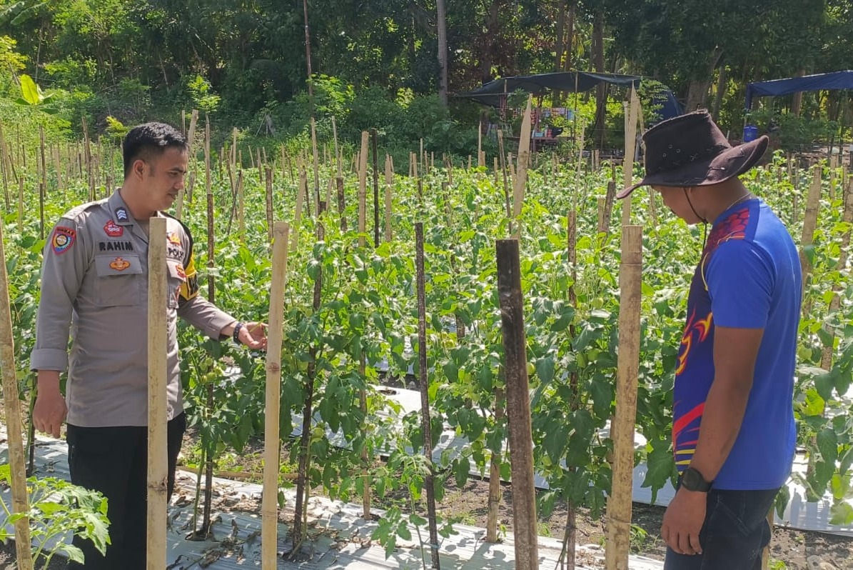 Bhabinkamtibmas Polsek Banggae Kawal Kelompok Tani Antrabes
