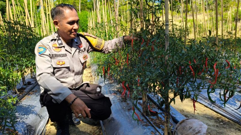 Bhabinkamtibmas Polsek Banggae Pantau Perkembangan Lahan Cabai