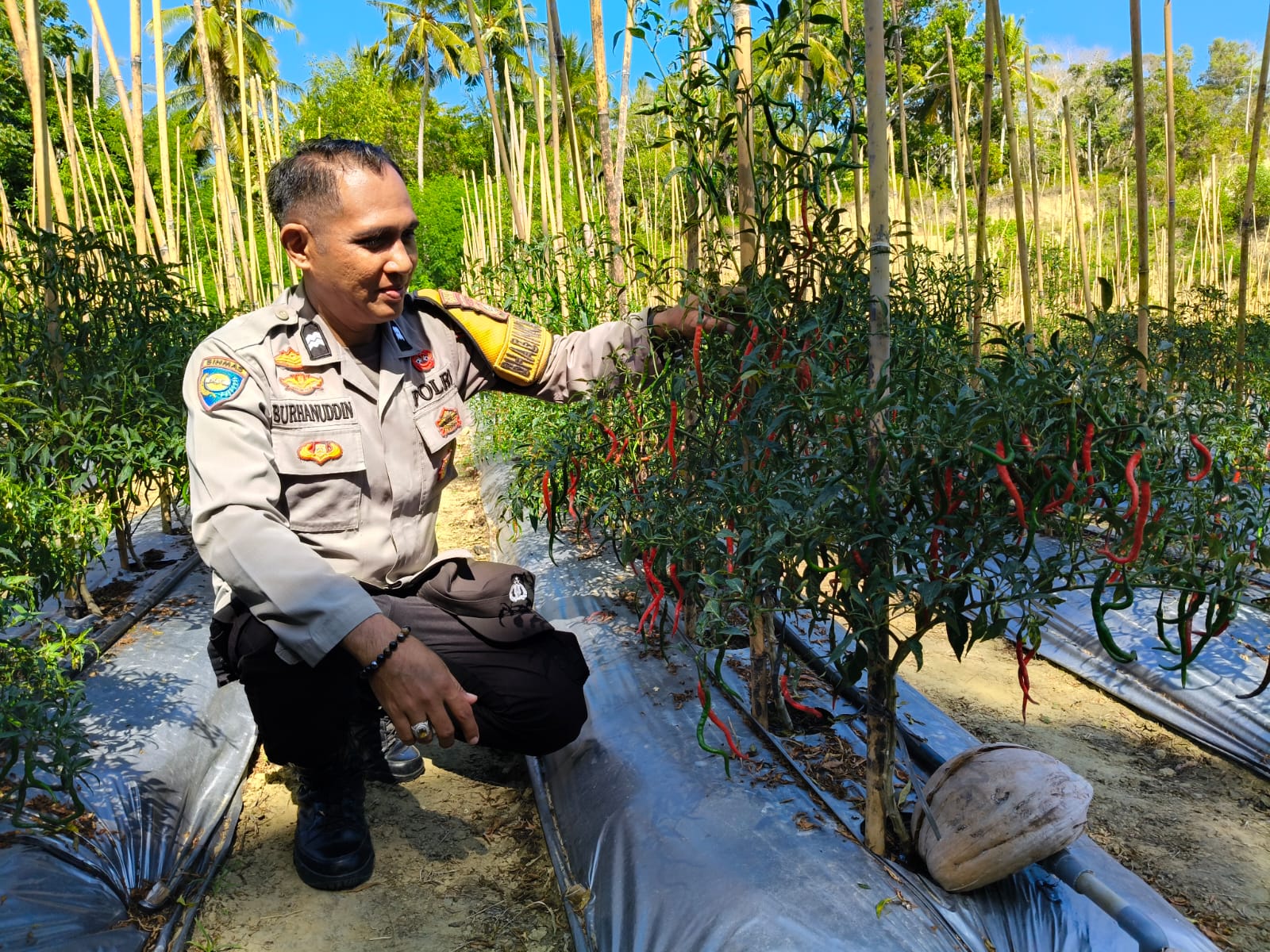 Bhabinkamtibmas Polsek Banggae Pantau Perkembangan Lahan Cabai