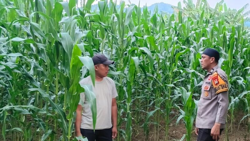 ‎Bhabinkamtibmas Polsek Malunda Kawal Ketahanan Pangan, Tanaman Jagung