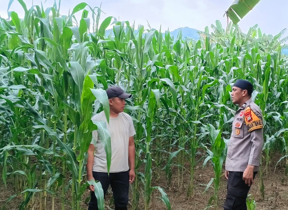 ‎Bhabinkamtibmas Polsek Malunda Kawal Ketahanan Pangan, Tanaman Jagung