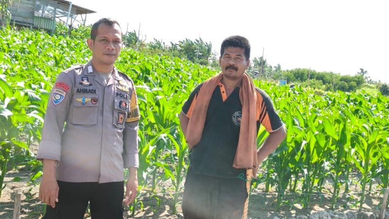 Bhabinkamtibmas Polsek Banggae Dampingi Petani