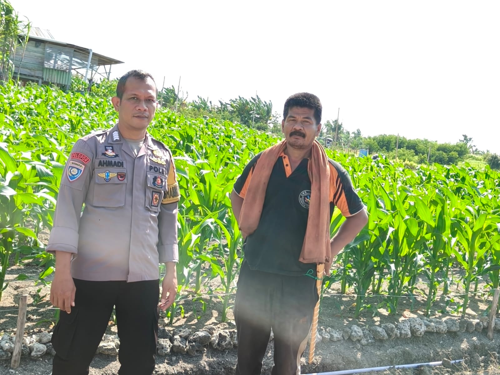 Bhabinkamtibmas Polsek Banggae Dampingi Petani