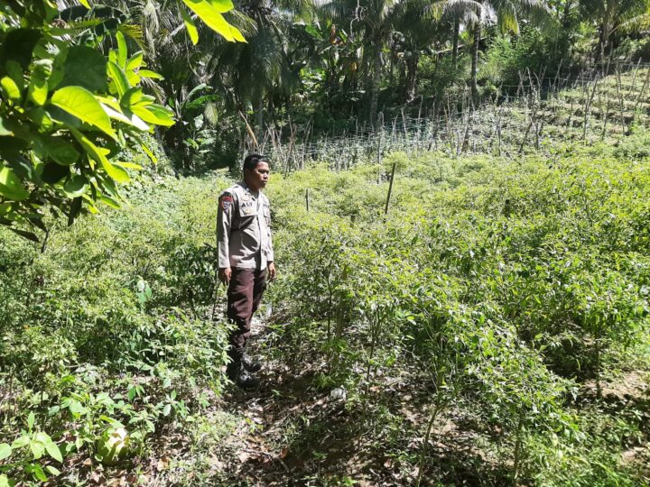 Bhabinkamtibmas Polsek Banggae Kawal Budidaya Cabai