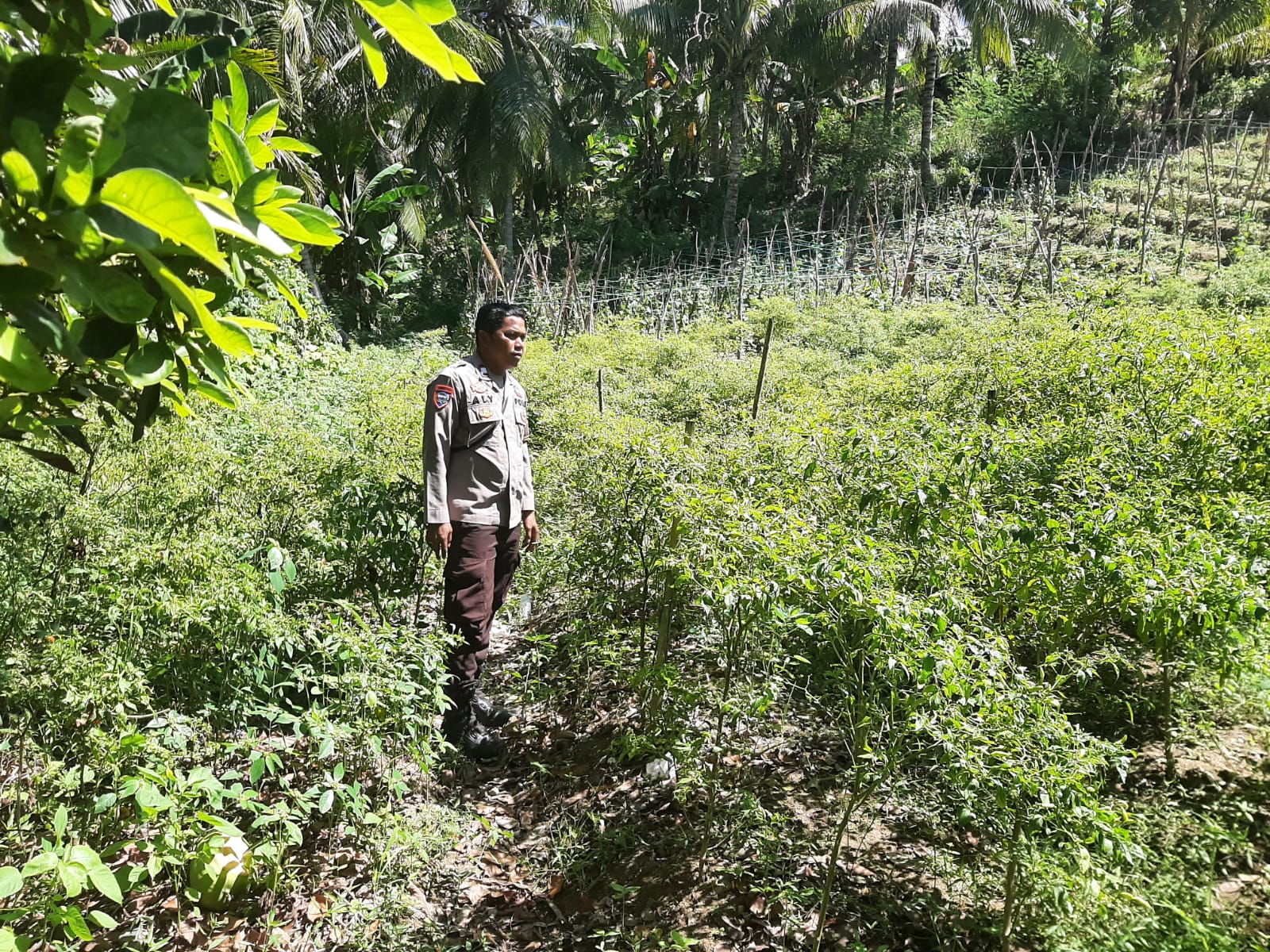 Bhabinkamtibmas Polsek Banggae Kawal Budidaya Cabai