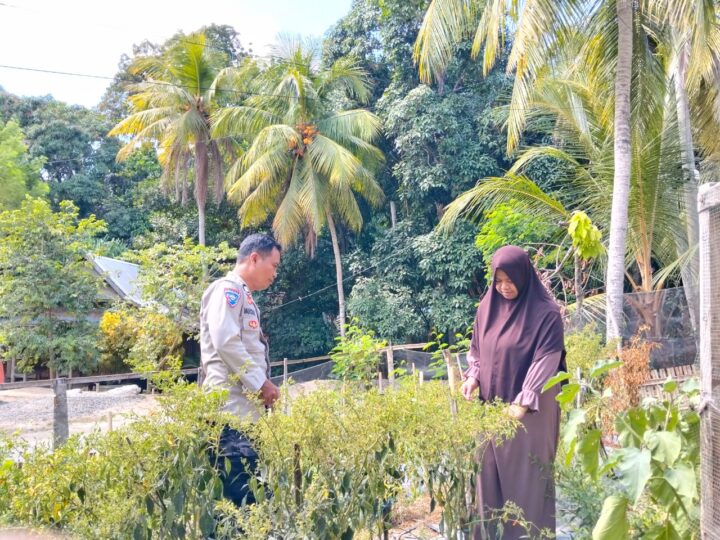 ‎Bhabinkamtibmas Banggae Tinjau Budidaya Cabai Rawit KWT Bura Kaweni‎