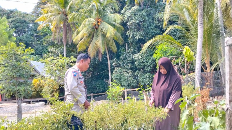 ‎Bhabinkamtibmas Banggae Tinjau Budidaya Cabai Rawit KWT Bura Kaweni‎