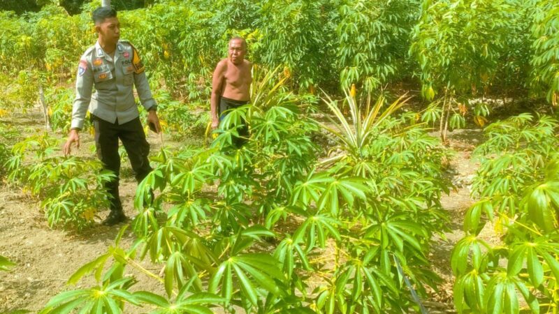 ‎Dukung Ketahanan Pangan, Bhabinkamtibmas Banggae Pantau Perkembangan Kebun Singkong
