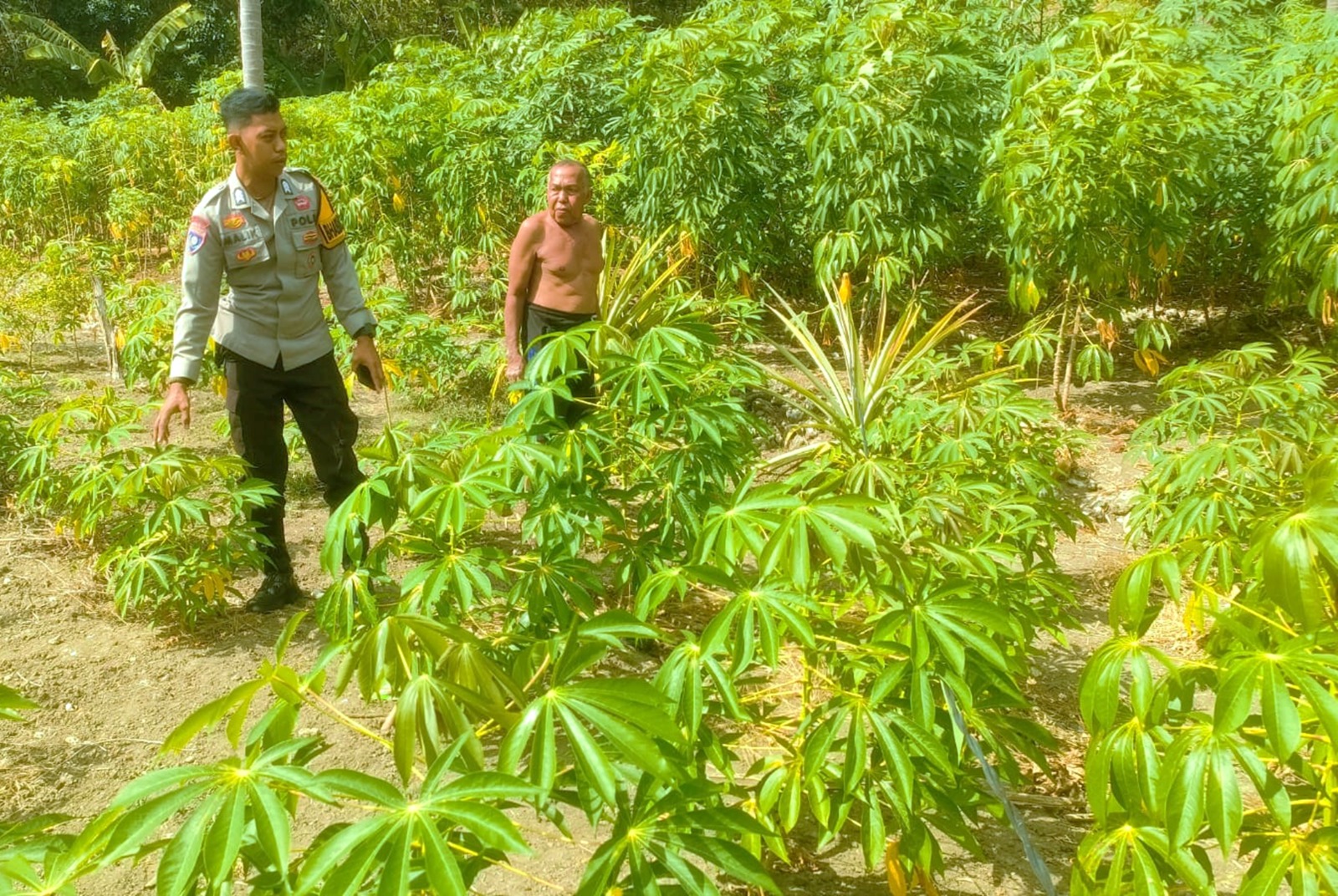 ‎Dukung Ketahanan Pangan, Bhabinkamtibmas Banggae Pantau Perkembangan Kebun Singkong