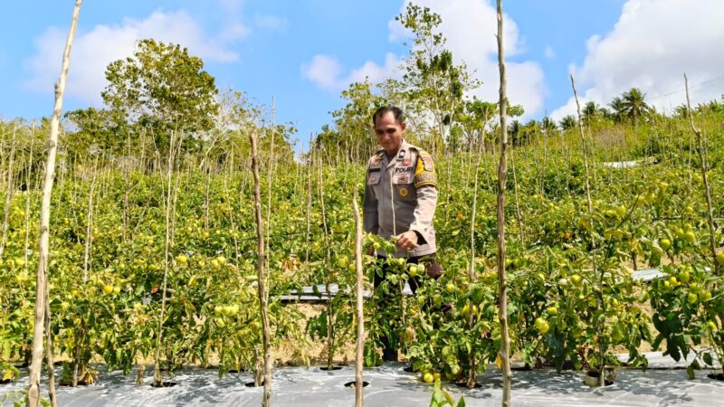 ‎ Bhabinkamtibmas Polsek Banggae Kontrol Kebun Tomat Kelompok Tani Randang Balisa‎