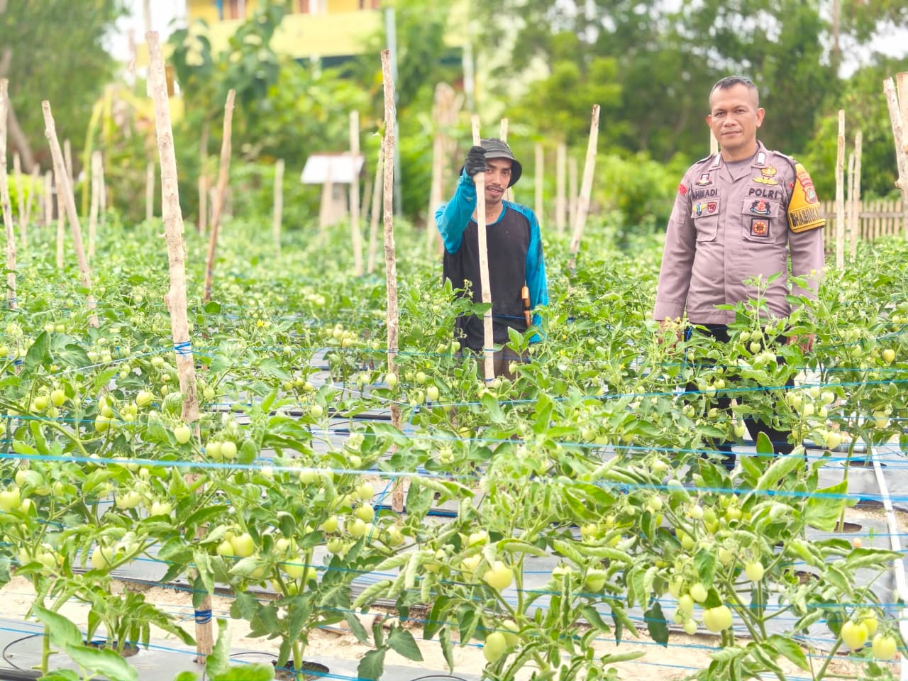 Bhabinkamtibmas Polsek Banggae Motivasi Petani Tomat