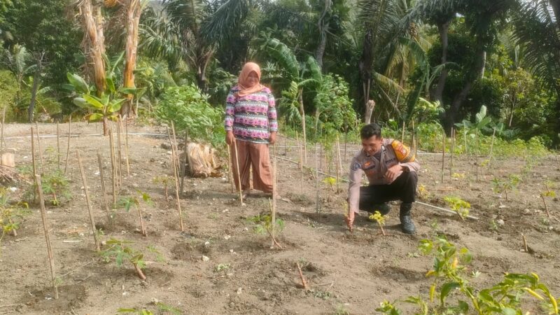 ‎Bhabinkamtibmas Polsek Pamboang Kontrol Kebun Cabai dan Singkong Warga di Bonde