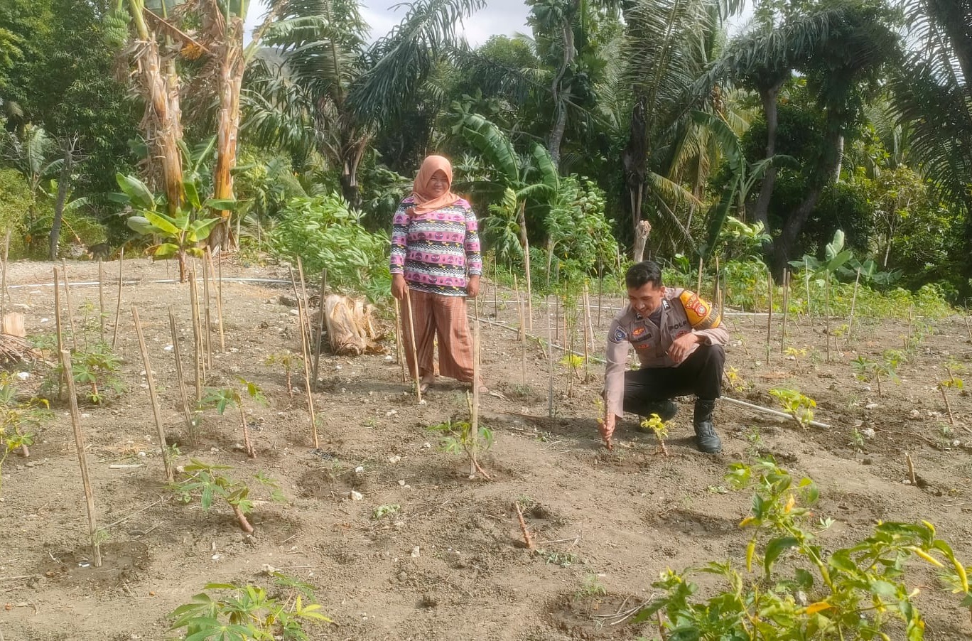 ‎Bhabinkamtibmas Polsek Pamboang Kontrol Kebun Cabai dan Singkong Warga di Bonde