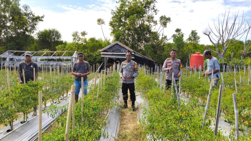 Kapolsek Banggae Sambangi Kebun Cabai, Pastikan Petani Siap Panen