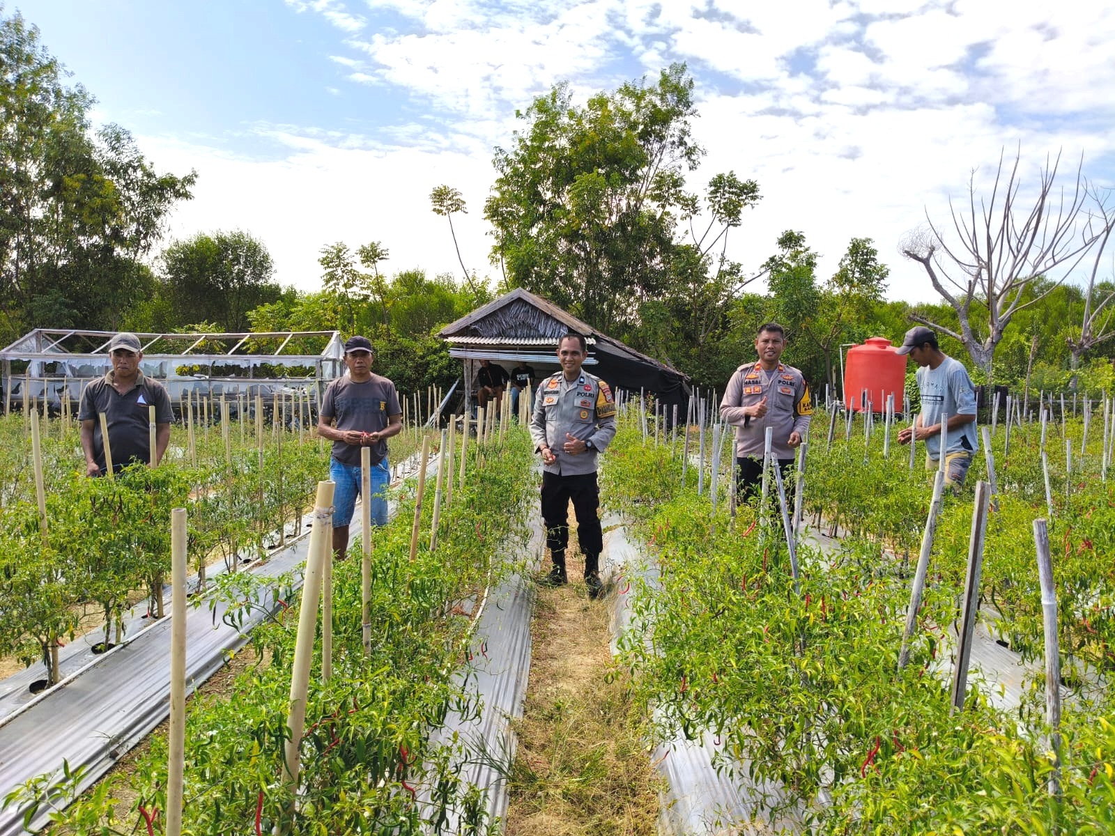Kapolsek Banggae Sambangi Kebun Cabai, Pastikan Petani Siap Panen