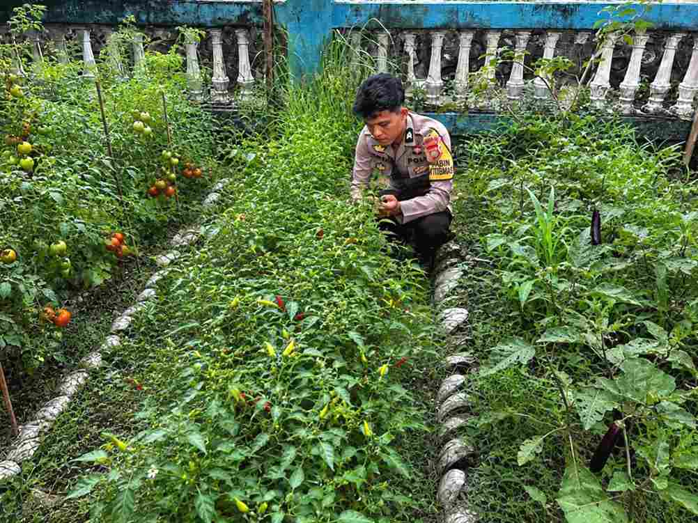 ‎Bhabinkamtibmas Polsek Pamboang Ajak Warga Produktifkan Lahan Pekarangan‎