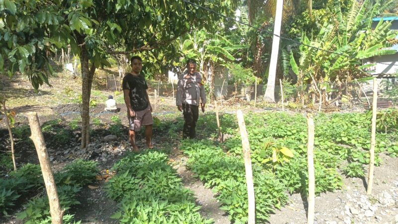 Bhabinkamtibmas Pamboang Pastikan Petani Ubi dan Bawang Berjalan Optimal