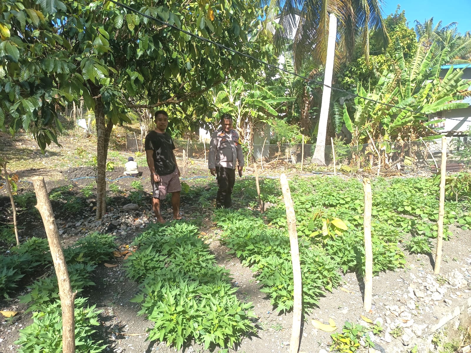 Bhabinkamtibmas Pamboang Pastikan Petani Ubi dan Bawang Berjalan Optimal