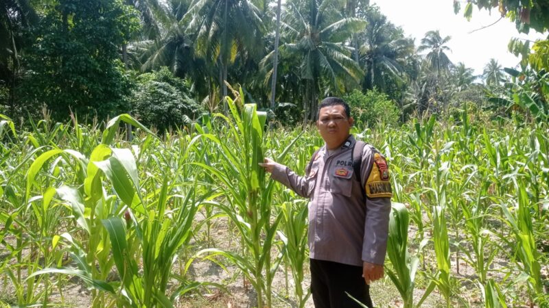 ‎Bhabinkamtibmas Polsek Pamboang Pantau Perkembangan Jagung di Lamaru
