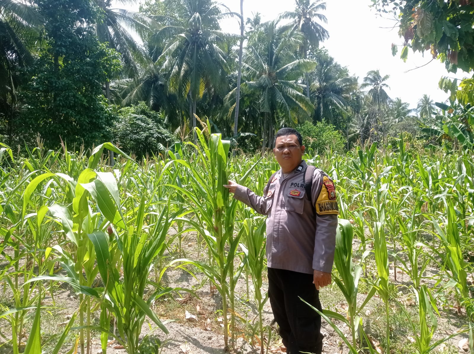 ‎Bhabinkamtibmas Polsek Pamboang Pantau Perkembangan Jagung di Lamaru