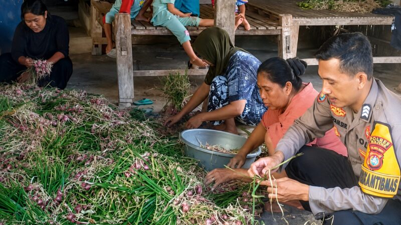 ‎Bhabinkamtibmas Polsek Pamboang Sambangi Petani Panen Bawang Merah