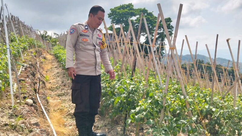 ‎Bhabinkamtibmas Banggae Cek Kebun Tomat Milik Warga Sondong