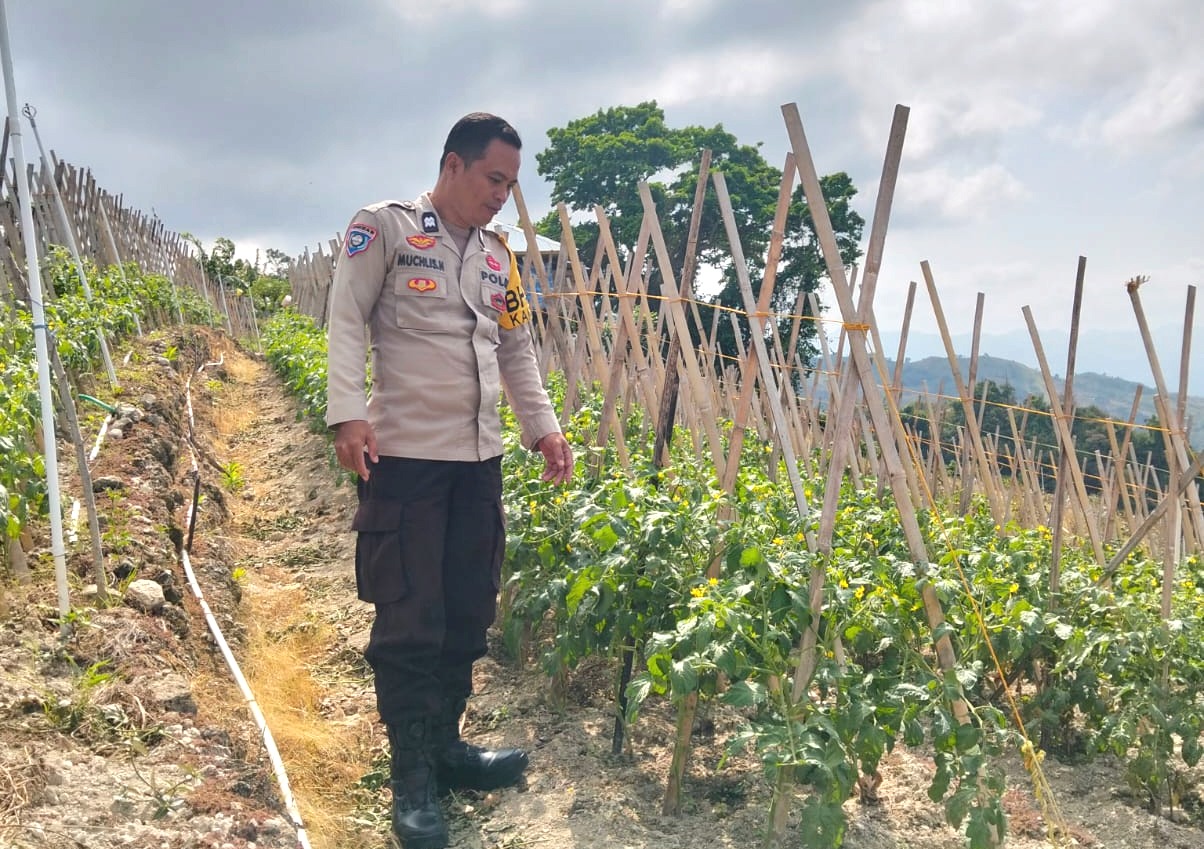 ‎Bhabinkamtibmas Banggae Cek Kebun Tomat Milik Warga Sondong