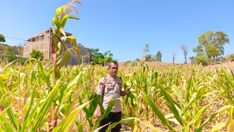 ‎Bhabinkamtibmas Polsek Banggae Dorong Petani Tingkatkan Produktivitas