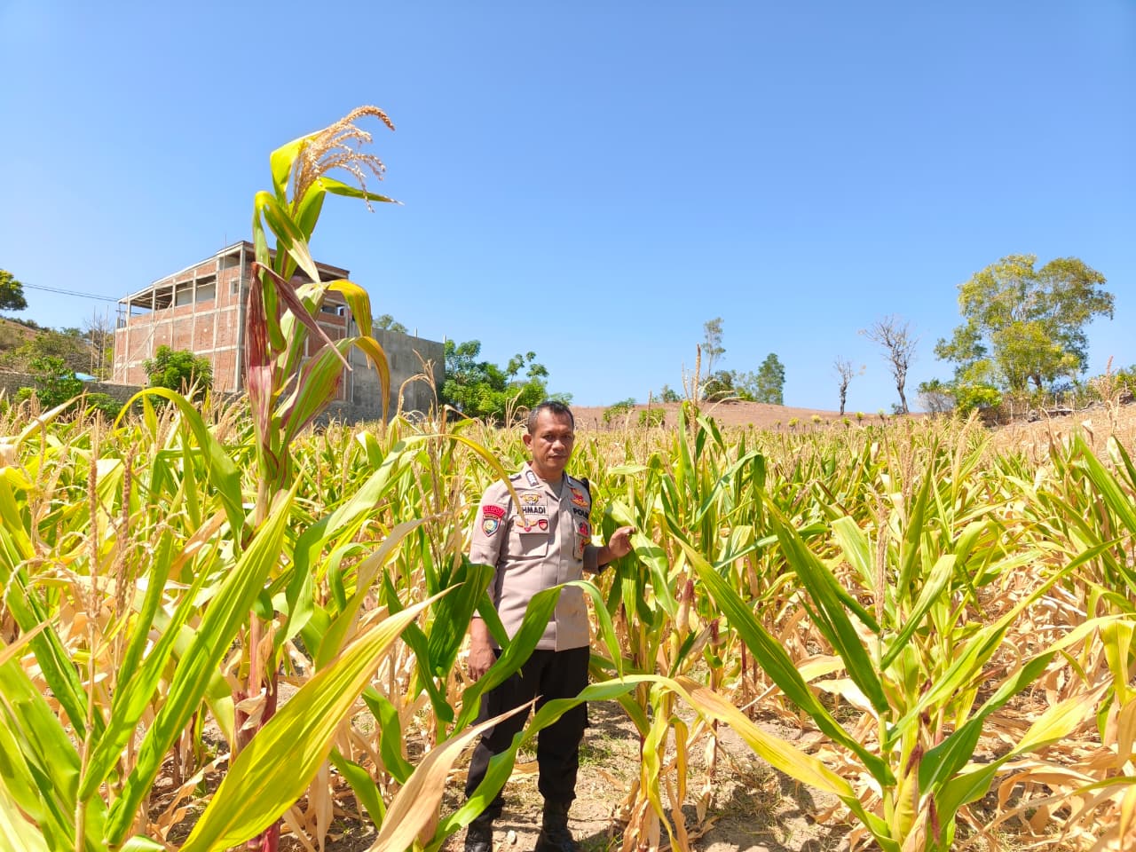 ‎Bhabinkamtibmas Polsek Banggae Dorong Petani Tingkatkan Produktivitas